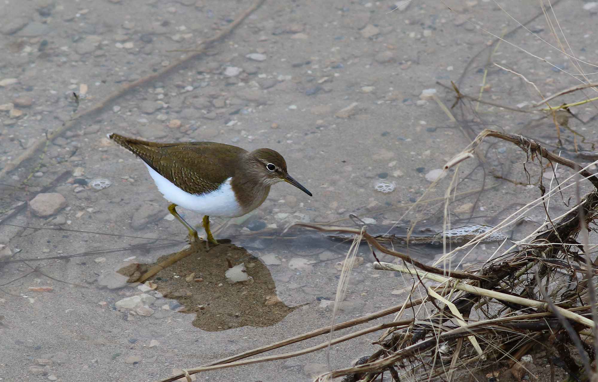 Common Sandpiper